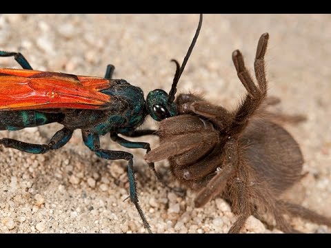 Vespa tarantula hawk - A Maior vespa do mundo - A 2° picada mais dolorida do mundo - Vespa aranha