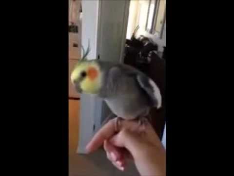 Skrillex Bird sings Dubstep