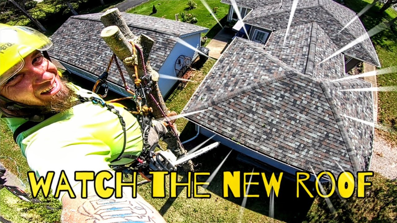 Removing A Pin OAK Tree Over A NEW ROOF(PT2) - YouTube