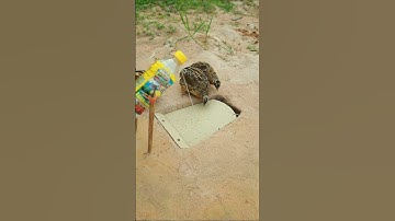 Technique bird trap easy - quail trap #shorts #shortvideo #youtubeshorts