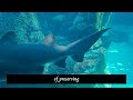 Unlocking the Mysteries of the Deep Sea: The Uncharted World of Hydrothermal Vents