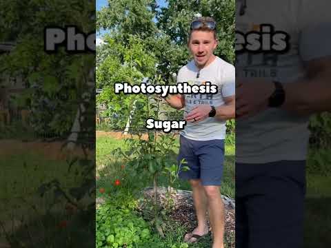 Video: Kaulavaismedžių genėjimo nykštukų virusas – kaip sustabdyti genėjimo nykštukų virusą