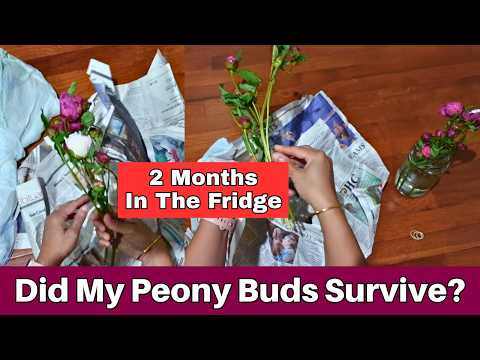 Will Peony Buds Last 2 Months in Your Fridge? How to Store Peony Buds for Summer Arrangements?