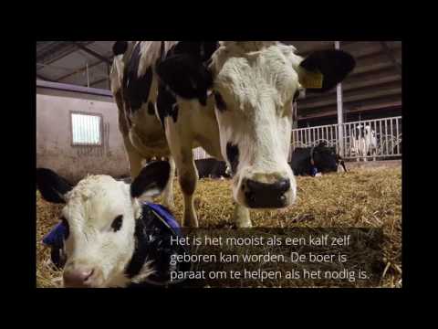 Video: Hoe lang duurt het voordat een koe kalf krijgt?