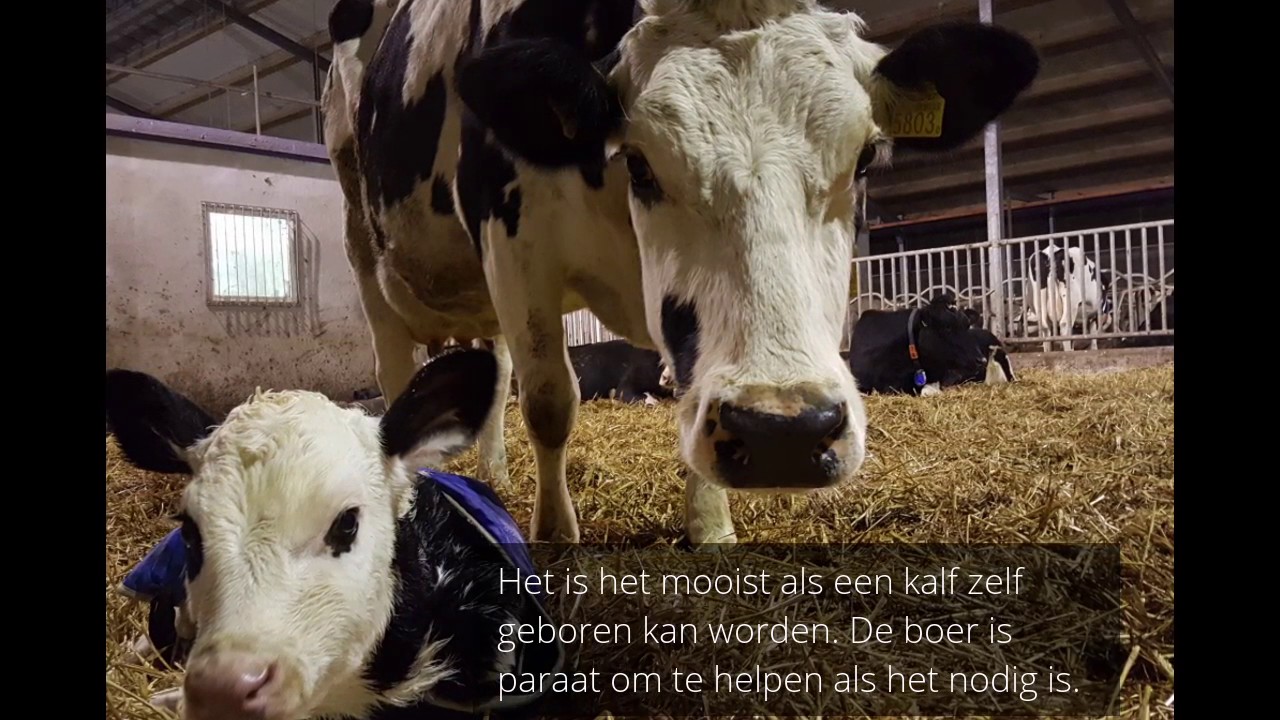 Van kalf tot melkkoe. YouTube