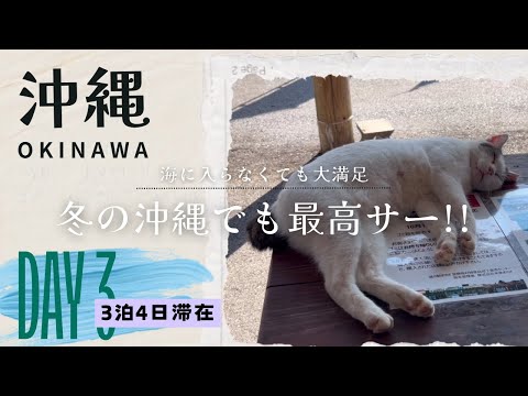 【沖縄旅行】冬でもやっぱり沖縄が好き!宜野座で動じない猫と感動の名代ビーチ  3日目 #沖縄旅行 #沖縄 #Vlog