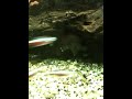 Aquarium aaiFish