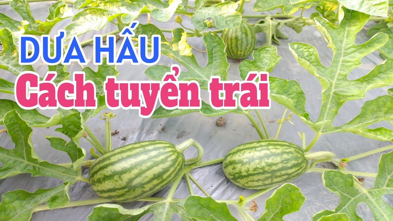 Cách trồng dưa hấu sau tết: P12-Cách tuyển trái dưa hấu