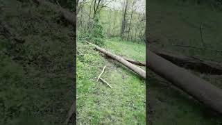 Haunted  forest
