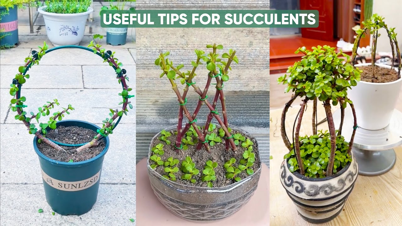 EASY Succulent Plants Care for Beginners! | 다육이 | 多肉植物 - YouTube