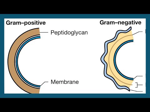 Video: Come viene sintetizzato il peptidoglicano?