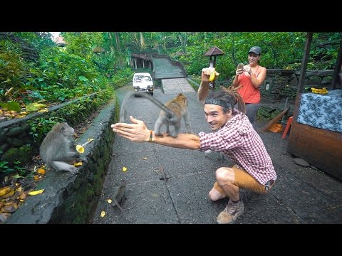 MONKEY FOREST ADVENTURES!