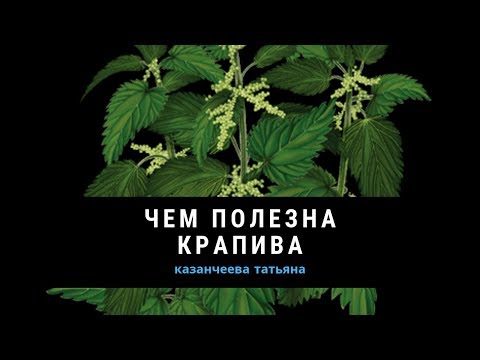 Крапива. Полезные свойства.