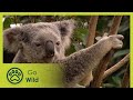 Australia a journey through the evolution  go wild