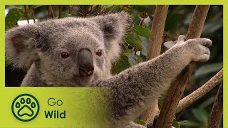 Australia: A Journey Through the Evolution | Go Wild