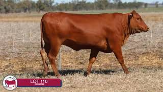 LOT 110 - 2026 SEIFERT BELMONT REDS SALE