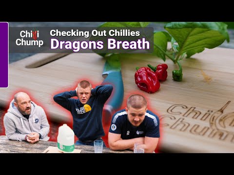 Video: Dragon's Breath Chili Peppers – How Hot Is Dragon's Breath Pepper