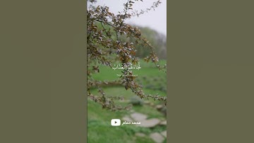ما تيسر من سورة العنكبوت للقارئ عبدالرحمن مسعد #اكتب_شي_توجر_عليه #قرآن #اكسبلور