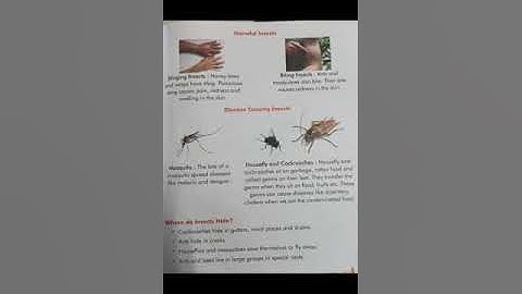 Class 3rd-Evs [ch-8] [Tiny animals][part -2]