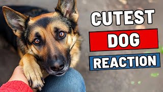 10 Shocking Secrets Your Dog Knows About You