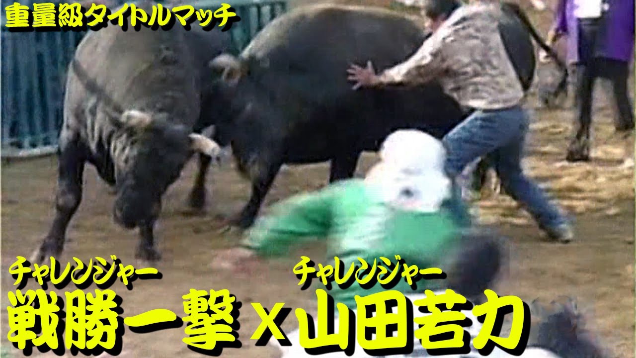 戦勝一撃x山田若力 2005.11.13（重量級タイトルマッチ） 【沖縄闘牛