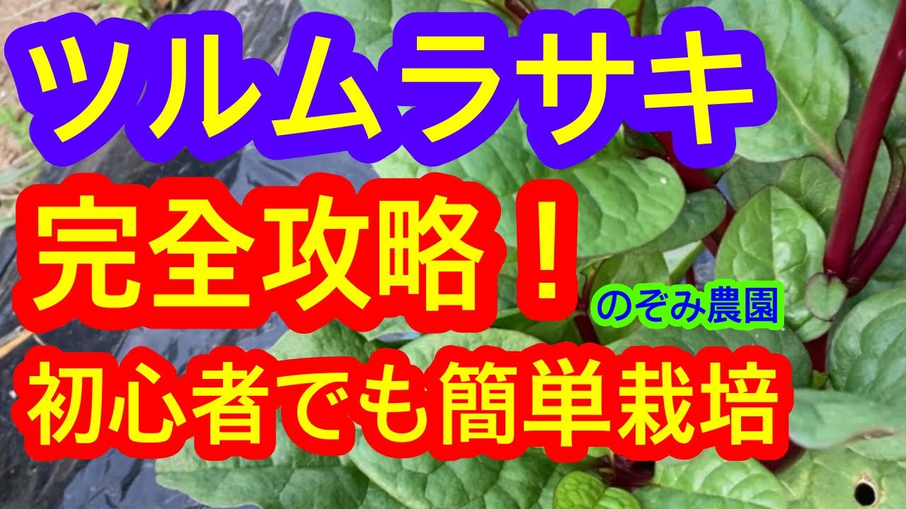 Malabar Spinach] An Easy Vegetable You Can Still Plant in August