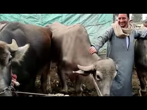 اسعار الجاموس العشر الحلاب بسوق تلا محافظه المنوفيه