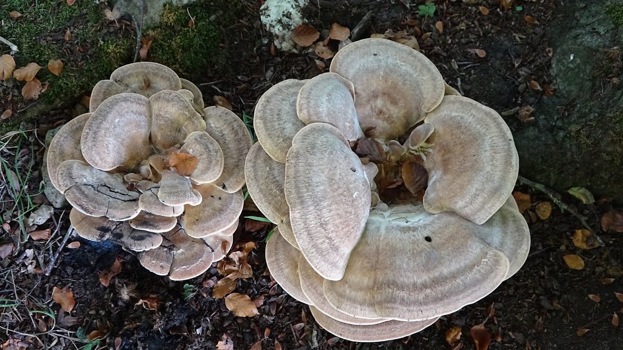 La seta más grande en Europa - Meripilus giganteus  - The Giant Polypore
