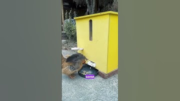 Why This Chicken Might Be Smarter Than You Think  #shorts #viral