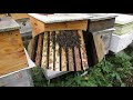 подготовка пчел к зимовке - ставлю дополнительно рамки с кормом для зимовки в гнездо пчел