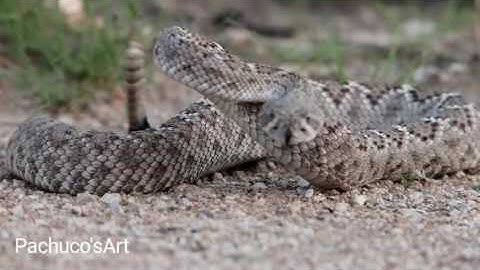 Close encounter with a Diamondback Rattlesnake in the wild