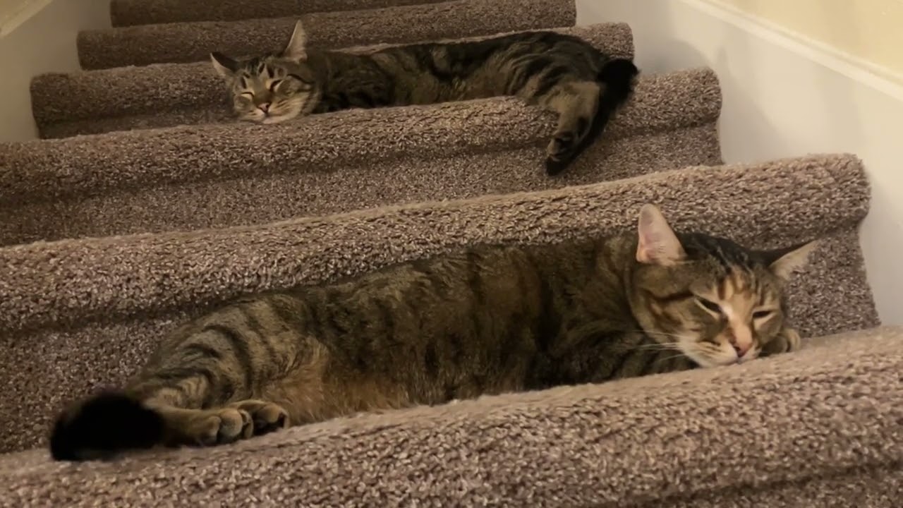Tut and Gaia on the stairs
