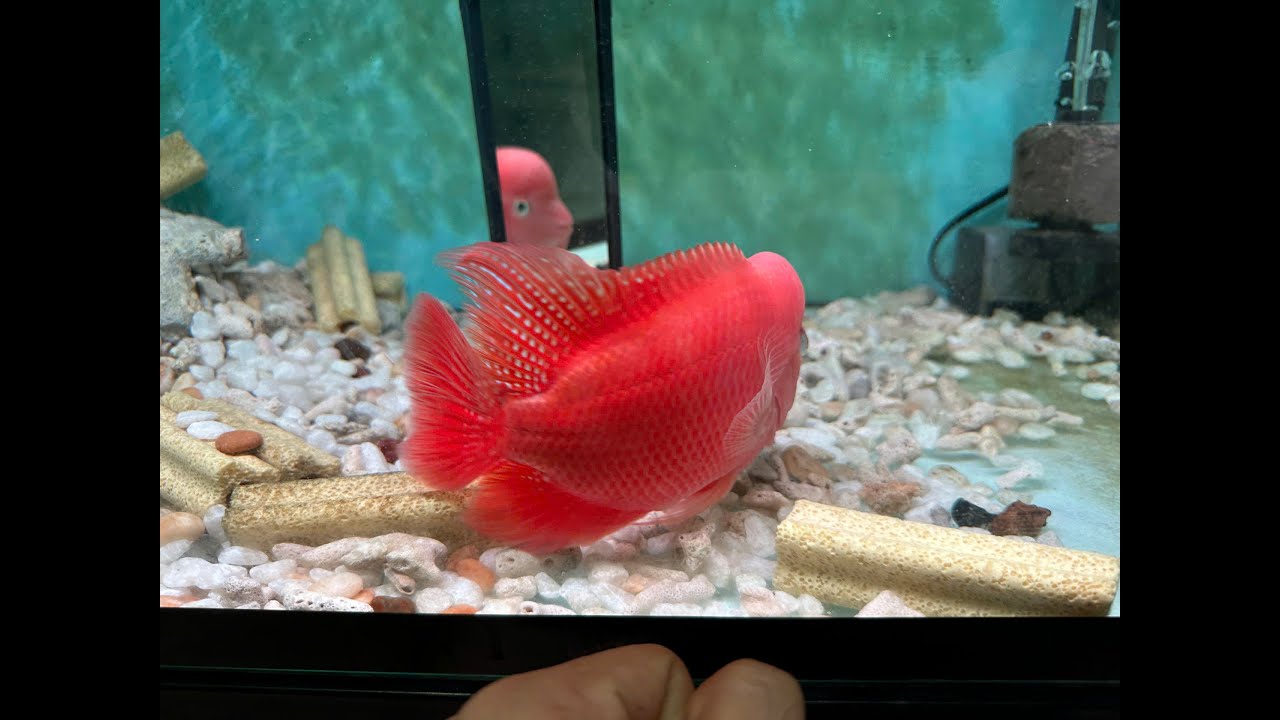 Cập Nhật Lô Cá La Hán Khỉ Đỏ VIP Từ Trại SuperRedMonkey - Superredmonkey Flowerhorn Fish
