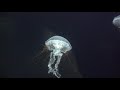 [4K]アクアワールド大洗水族館のクラゲ の動画、YouTube動画。