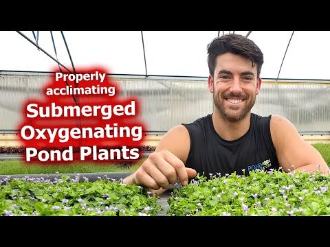 Видео: Хүчилтөрөгчжүүлэгч ургамал гэж юу вэ: живсэн ургамлыг хэрхэн тарих вэ