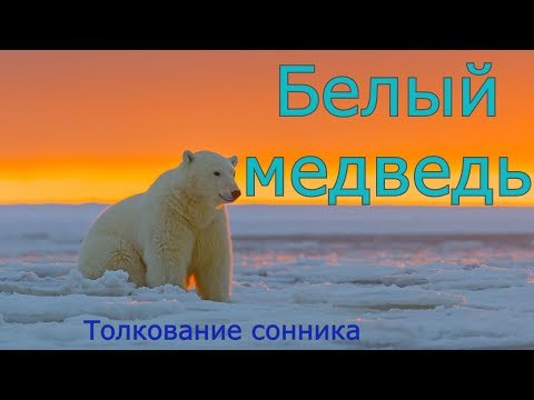 Белый медведь - толкование сонника