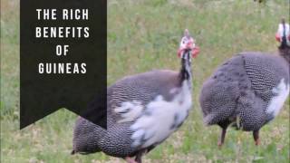 Guinea Hens for Sale