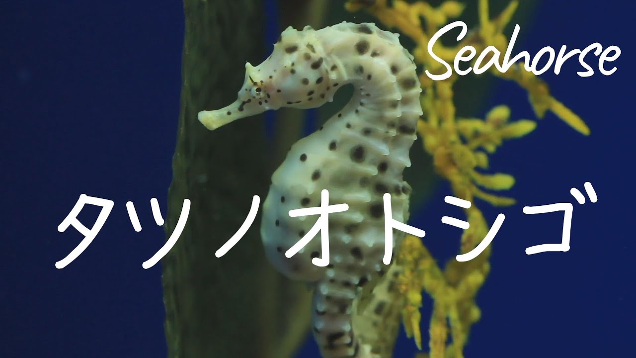 🐠 タツノオトシゴ/ Sea horse ～Videos & Photos～ - YouTube