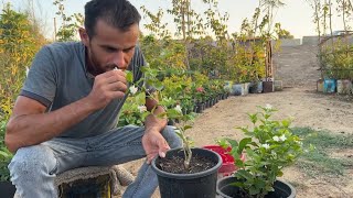 زراعة الفل من افضل النباتات منتجة الرائحة الجميله - زراعة الفل والاعتناء به