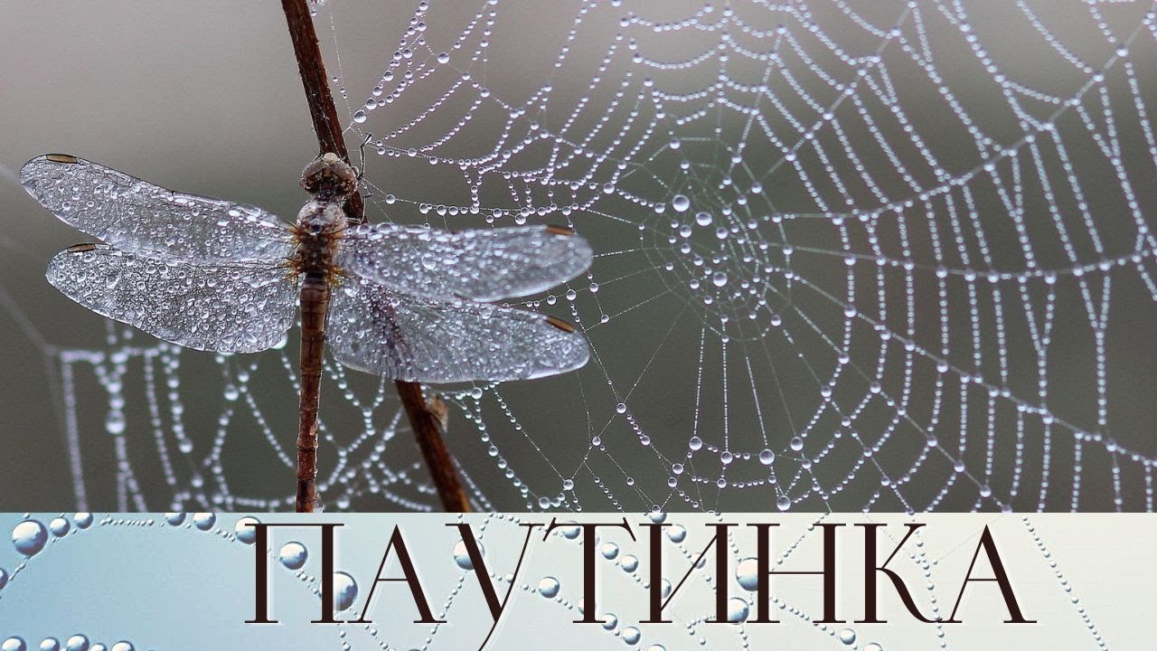 стеклянная паутина. песни паутинка. паутинки тонкий волос. песни паутинка. деревня в паутине.