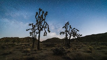 Joshua Tree Night to Day Timelapse 4K
