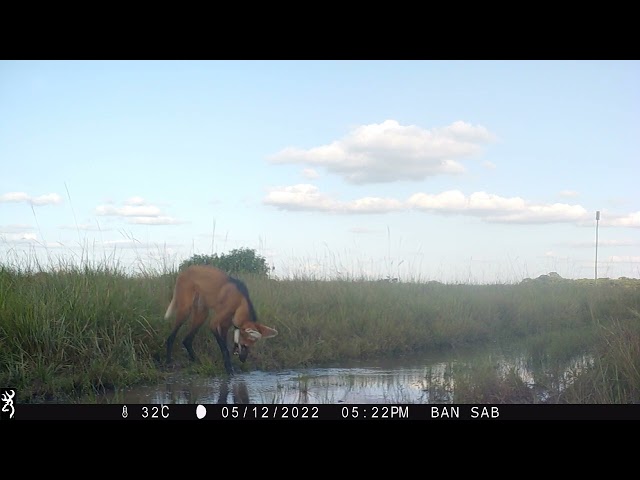 IMG 0046   Borochi jugando cuy 120522 banr cam trap