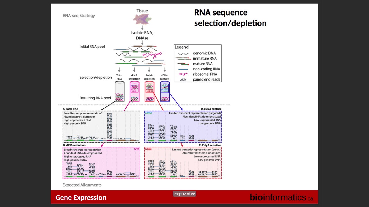 Gene Expression - YouTube