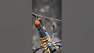 Spider Spin Webs || spider Webs || Spider #spider #spiderweb