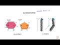 Biochimie : Les glucides et les lipides