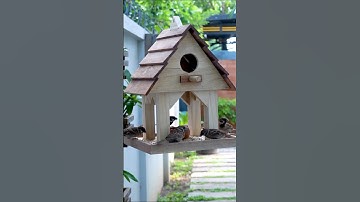 CREATE Your Own Bird Feeder at Home in Minutes!