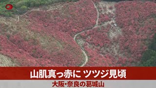 山肌真っ赤に、ツツジ見頃 大阪・奈良の葛城山