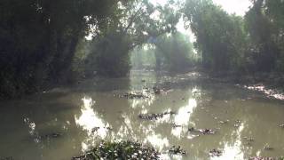 Silence Of The Sundarbans - Bay Of Bengal, Bangladesh Thenostomaniac.com