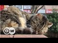 İstanbul'a her gün "kediler günü" - DW Türkçe