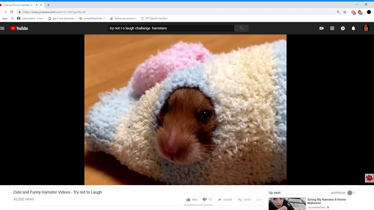 Funny Hamster Videos Try Not To Laugh 2025